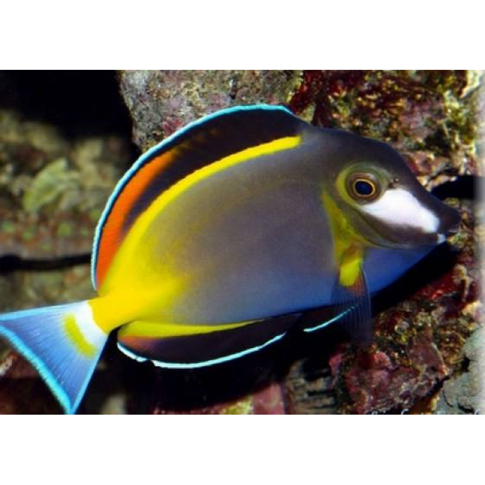 Powder Brown Tang (Acanthurus Japonicus)