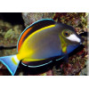 Powder Brown Tang (Acanthurus Japonicus)