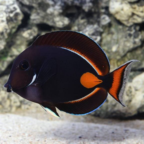 Achilles Tang (Acanthurus Achilles)