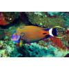 Fowleri Tang (Acanthurus Fowleri)