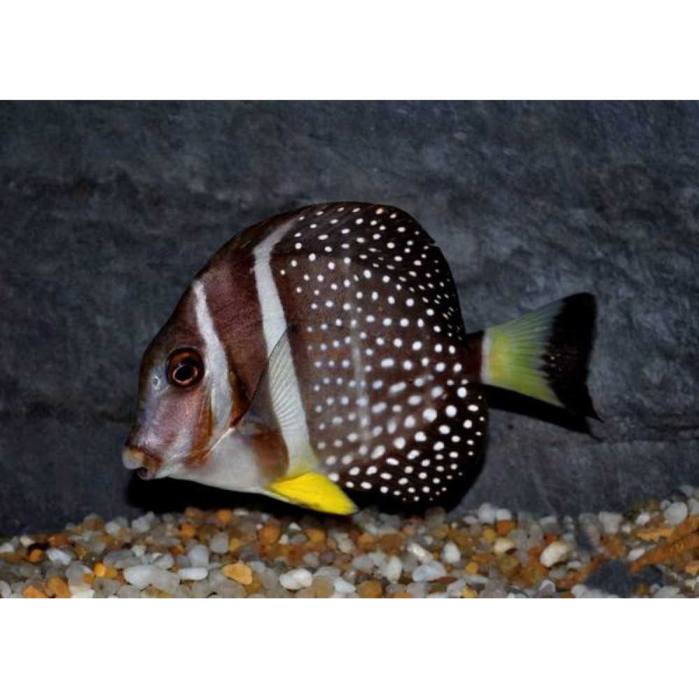 Mustard Gutattus Tang (Acanthurus Guttatus)