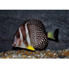 Mustard Gutattus Tang (Acanthurus Guttatus)