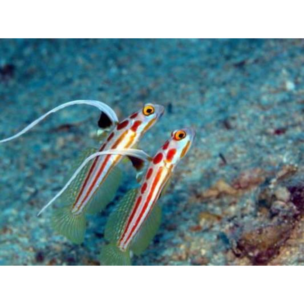 Yasha White Ray Shrimp Goby (Stonogobiops Yasha) 