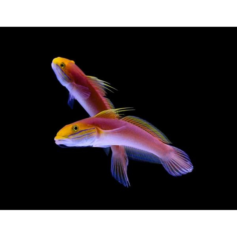 Bella Goby (Valencienna Bella)