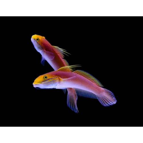 Bella Goby (Valencienna Bella)
