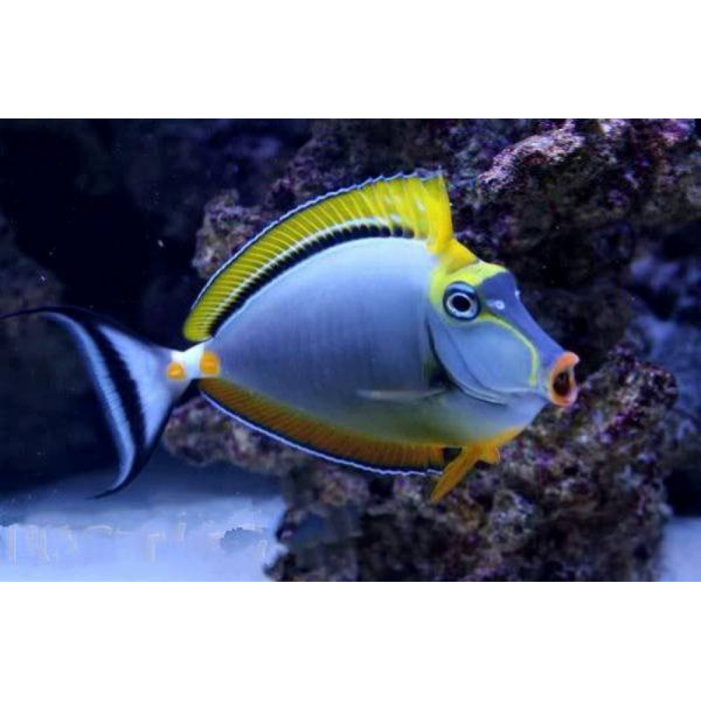 Blonde Naso Tang (Naso elegans)