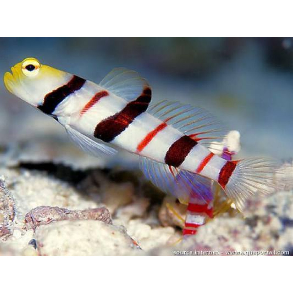 Dracula Goby (Stonogobiops Dracula)