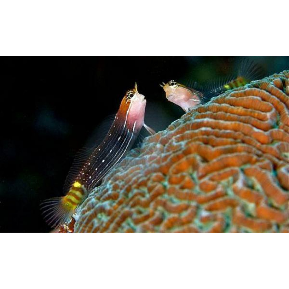 White-lined comb-tooth (Ecsenius Pictus)