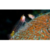 White-lined comb-tooth (Ecsenius Pictus)