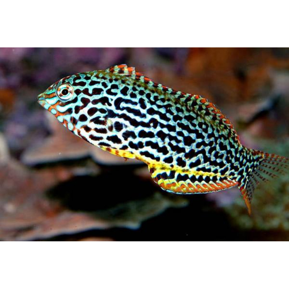 Leopard Wrasse (Macropharyngodon Meleagris)