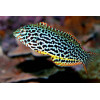 Leopard Wrasse (Macropharyngodon Meleagris)