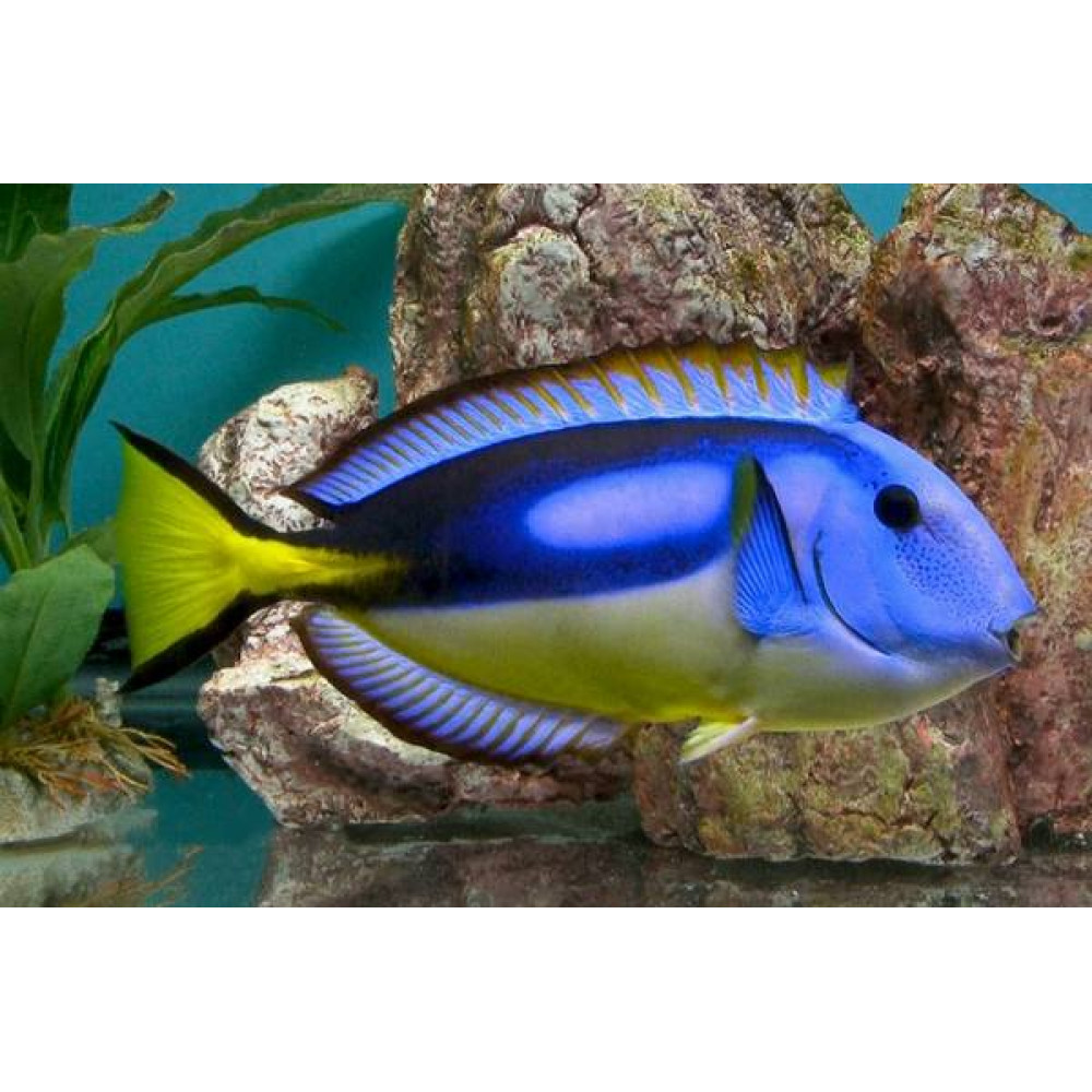 Yellow Belly Blue Tang (Paracanthurus Hepatus var.)