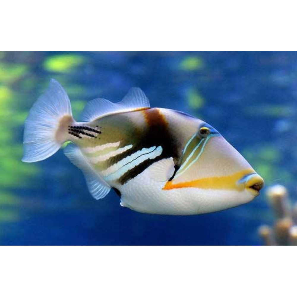 Picasso Triggerfish (Rhinecanthus Aculeatus)