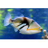 Picasso Triggerfish (Rhinecanthus Aculeatus)