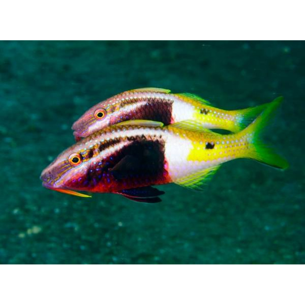 Bicolor Goatfish (Parupeneus Barberinoides) 