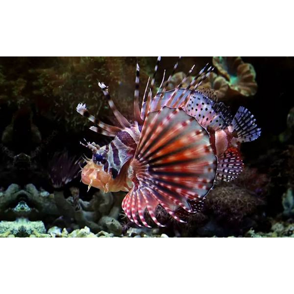 Fuzzy Dwarf Lionfish (Dendrochirus Brachypterus)