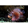 Fuzzy Dwarf Lionfish (Dendrochirus Brachypterus)