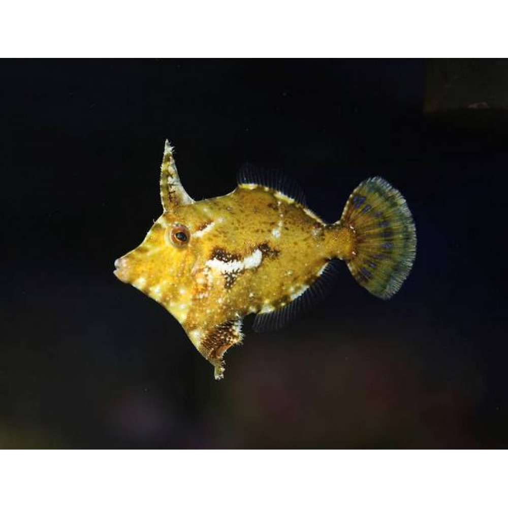 Aiptasia Eating Filefish (Acreichthys Tomentosus)