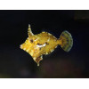 Aiptasia Eating Filefish (Acreichthys Tomentosus)