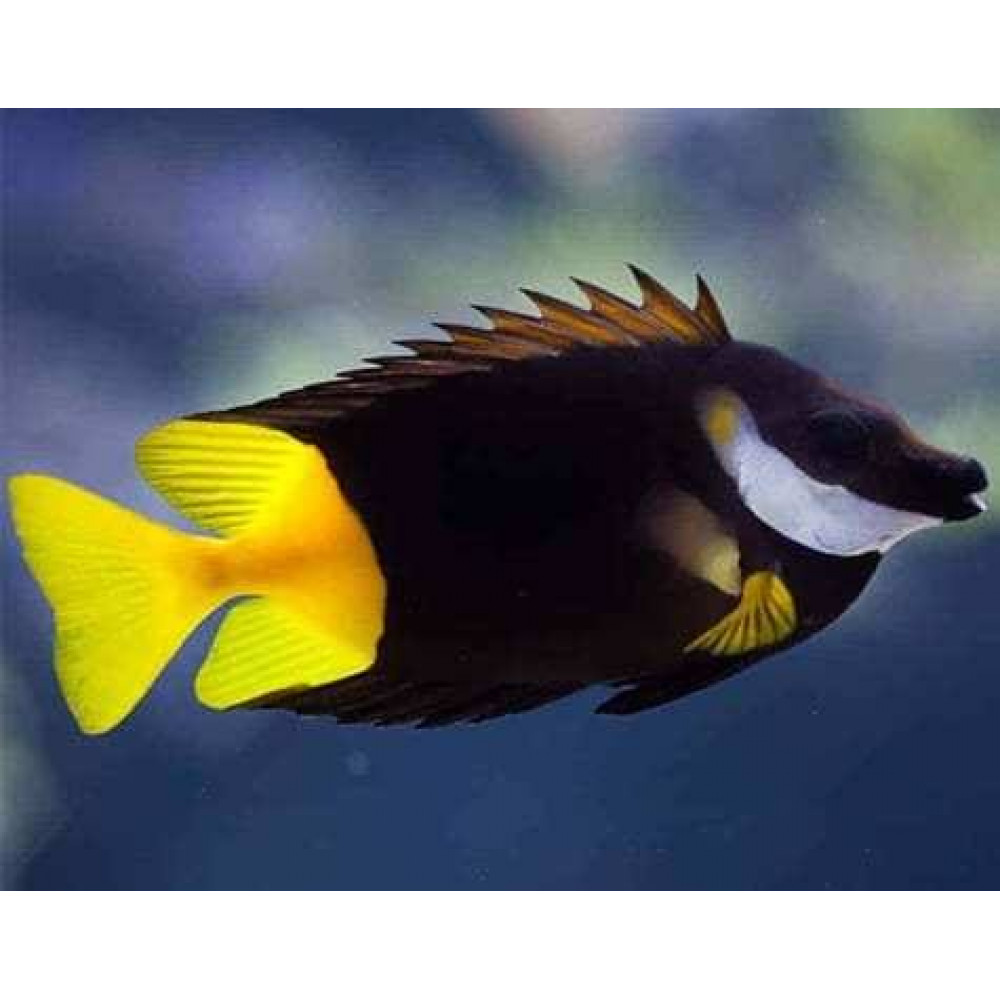 Bicolor Foxface (Siganus Uspi)