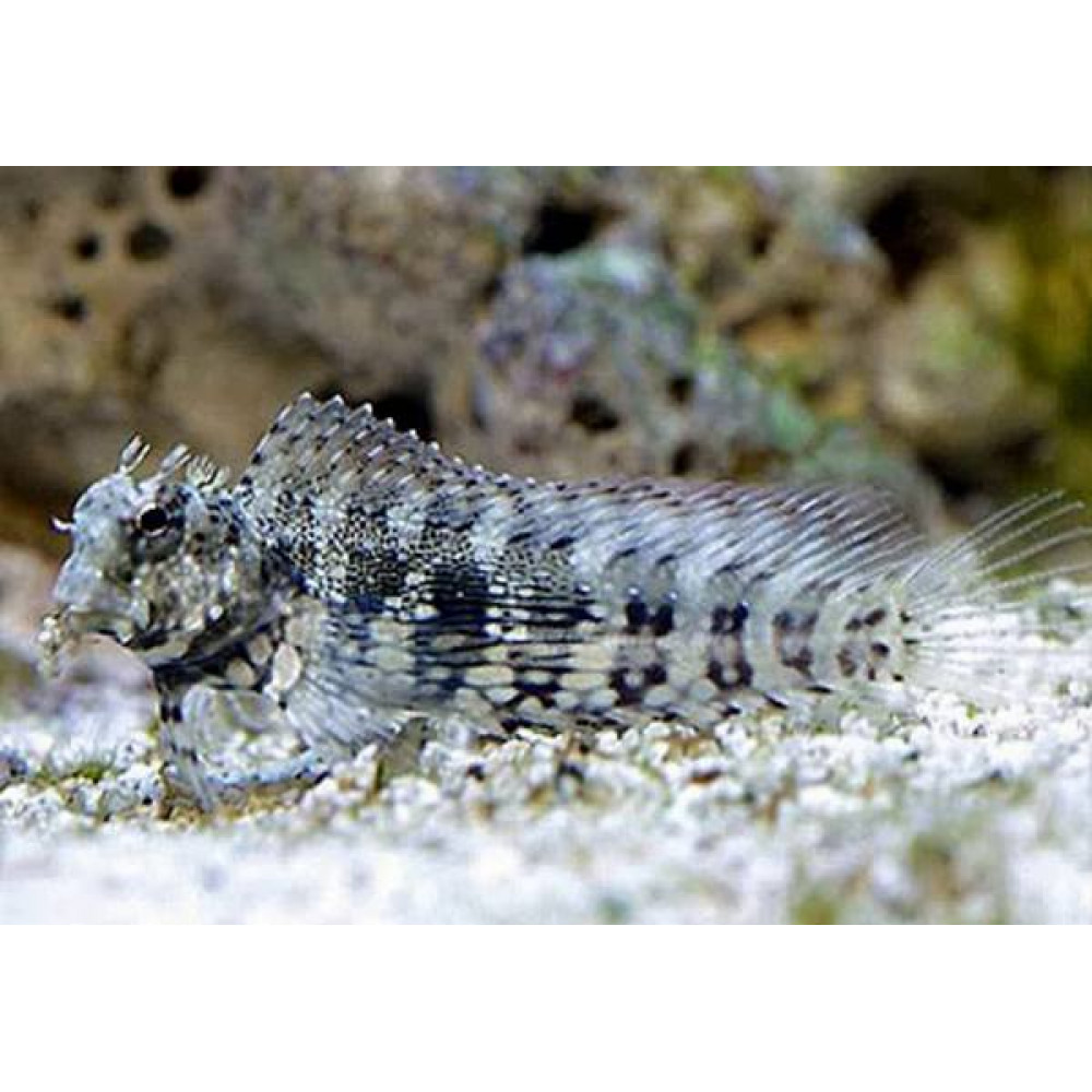 Jewelled Blenny (Salarias Fasciatus) 