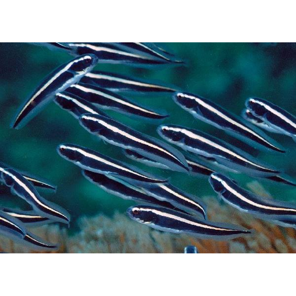 Engineer Goby (Pholidichthys Leucotaenia)