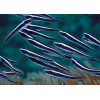 Engineer Goby (Pholidichthys Leucotaenia)