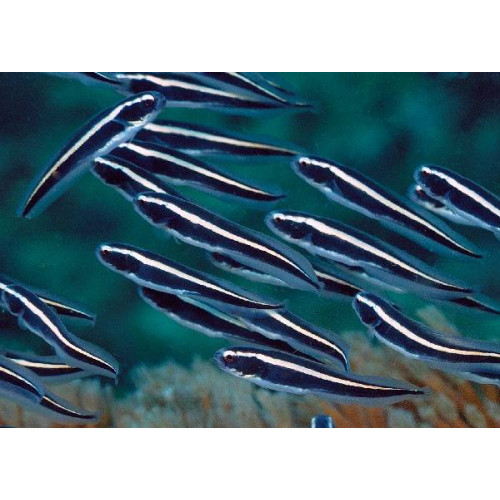 Engineer Goby (Pholidichthys Leucotaenia)
