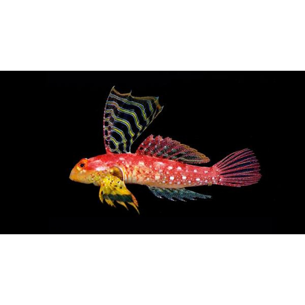 Ruby Red Dragonet (Synchiropus Sycorax) Male