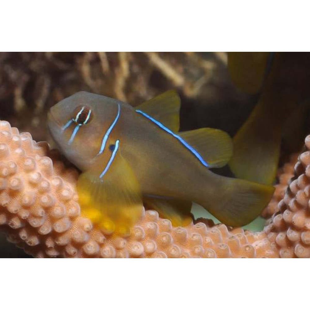 Citron Clown Goby (Gobiodon Citrinus)