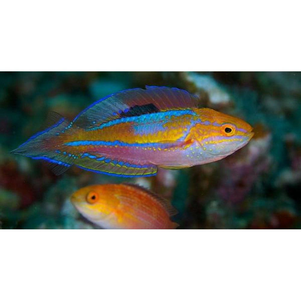 Splendid Pintail Fairy Wrasse (Cirrhilabrus Isosceles) Male