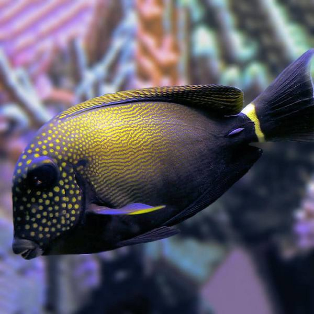 Maculiceps Tang (Acanthurus Maculiceps)