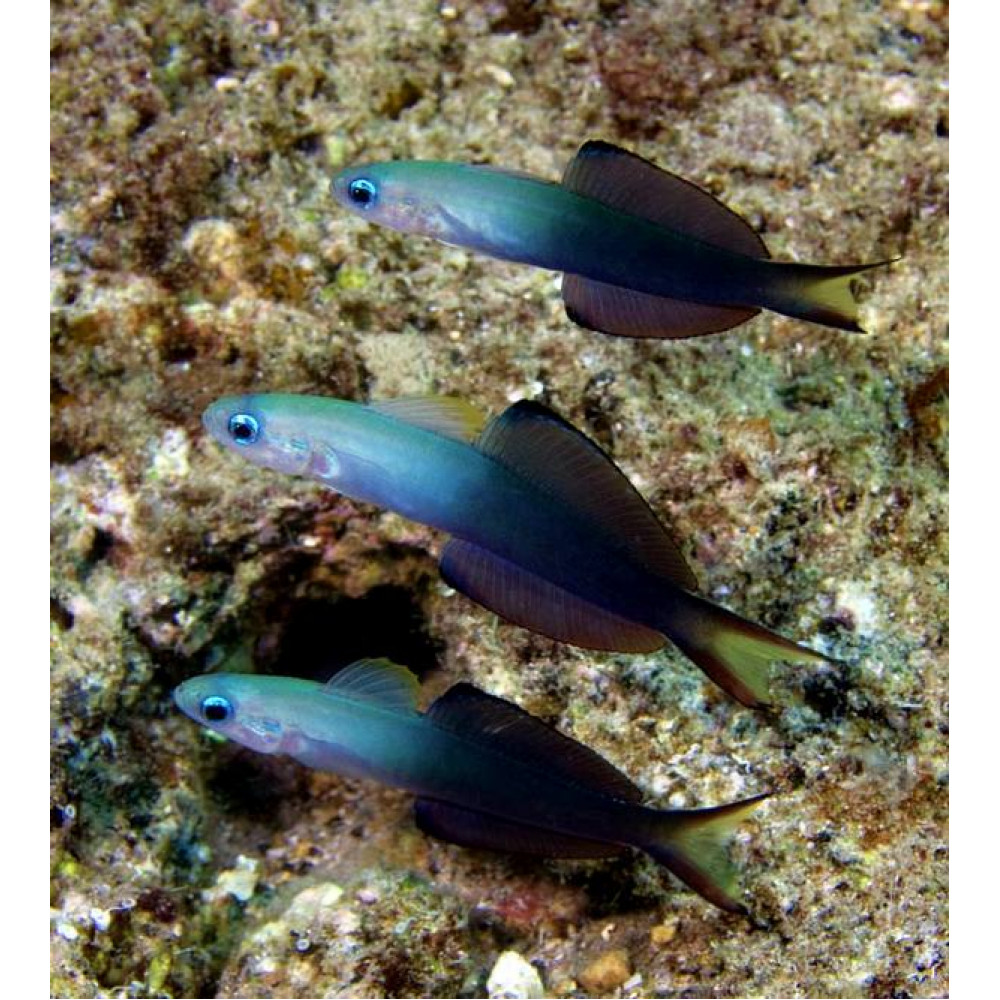 Blackfin Dartfish (Ptereleotris Evides)