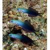 Blackfin Dartfish (Ptereleotris Evides)
