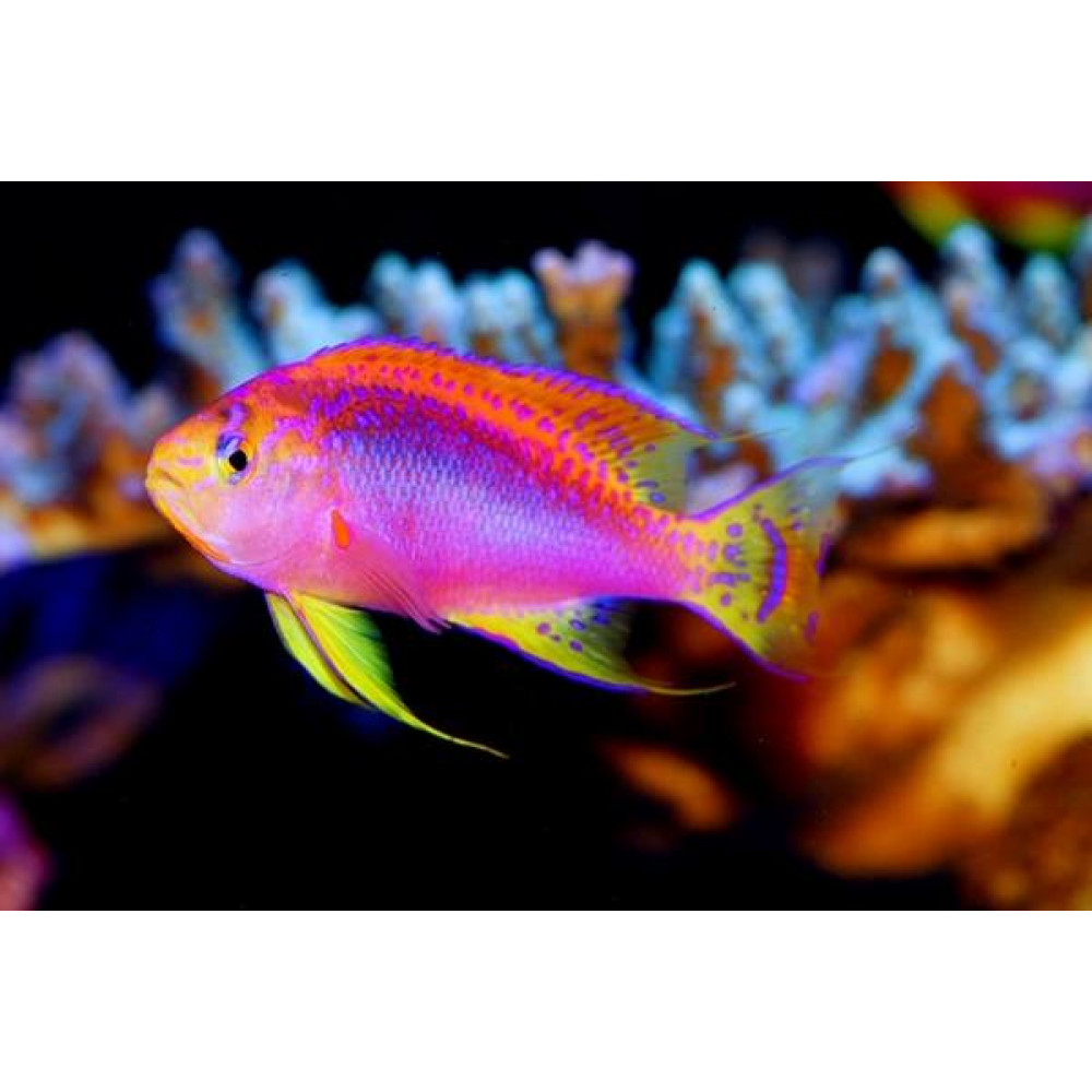 Longfin Anthias (Pseudanthias Ventralis) Male 