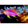 Longfin Anthias (Pseudanthias Ventralis) Male