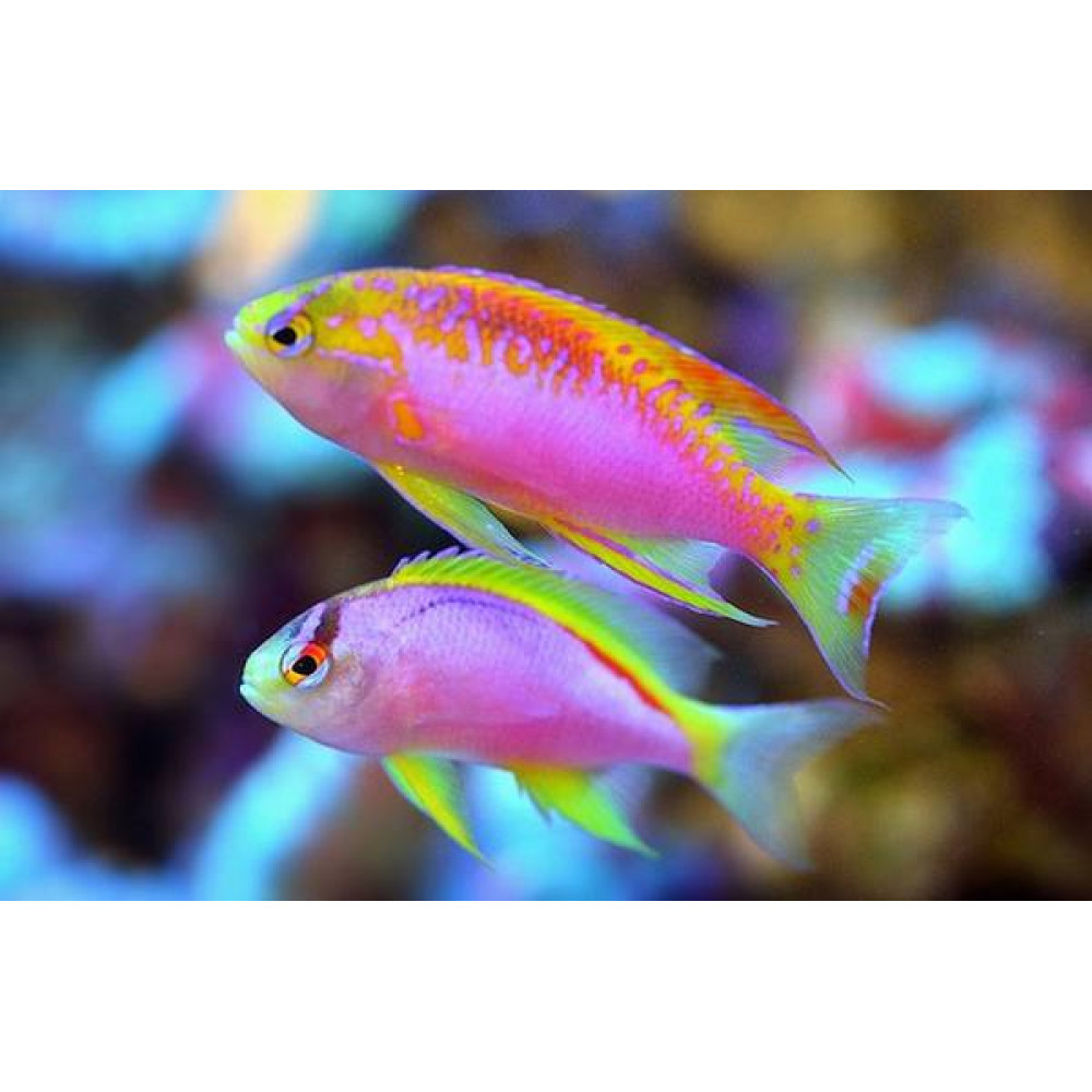 Longfin Anthias (Pseudanthias Ventralis) Female