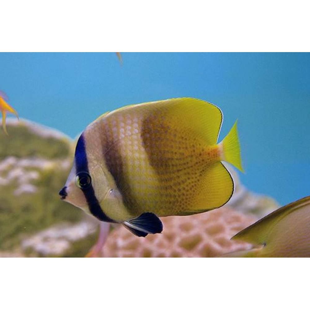 Sunburst Butterflyfish (Chaetodon Kleinii)