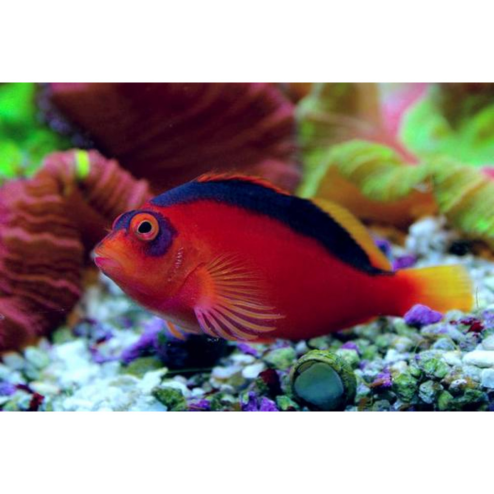 Flame Hawkfish (Neocirrhitus Armatus)