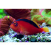 Flame Hawkfish (Neocirrhitus Armatus)