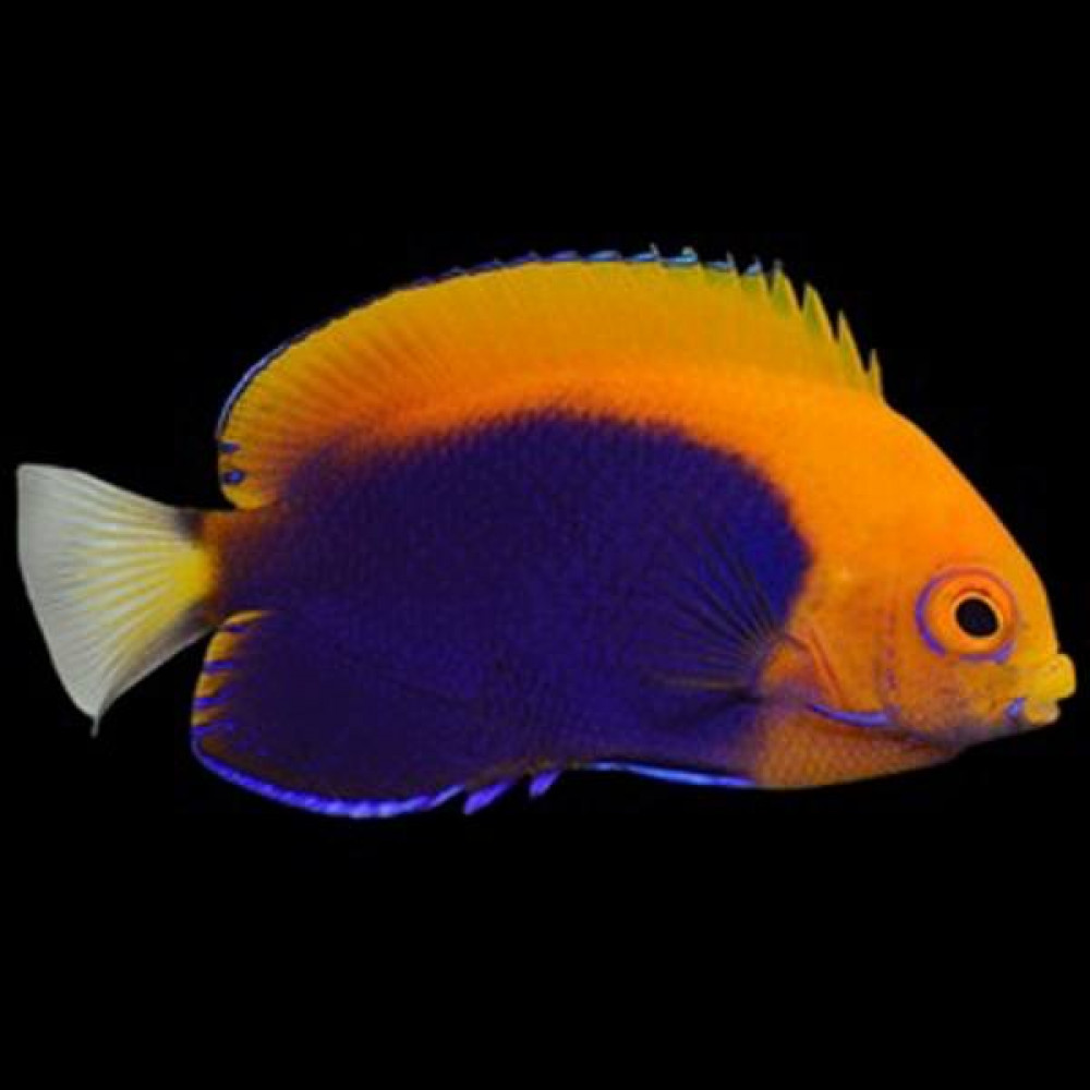Flameback Angelfish (Centropyge Acanthops)