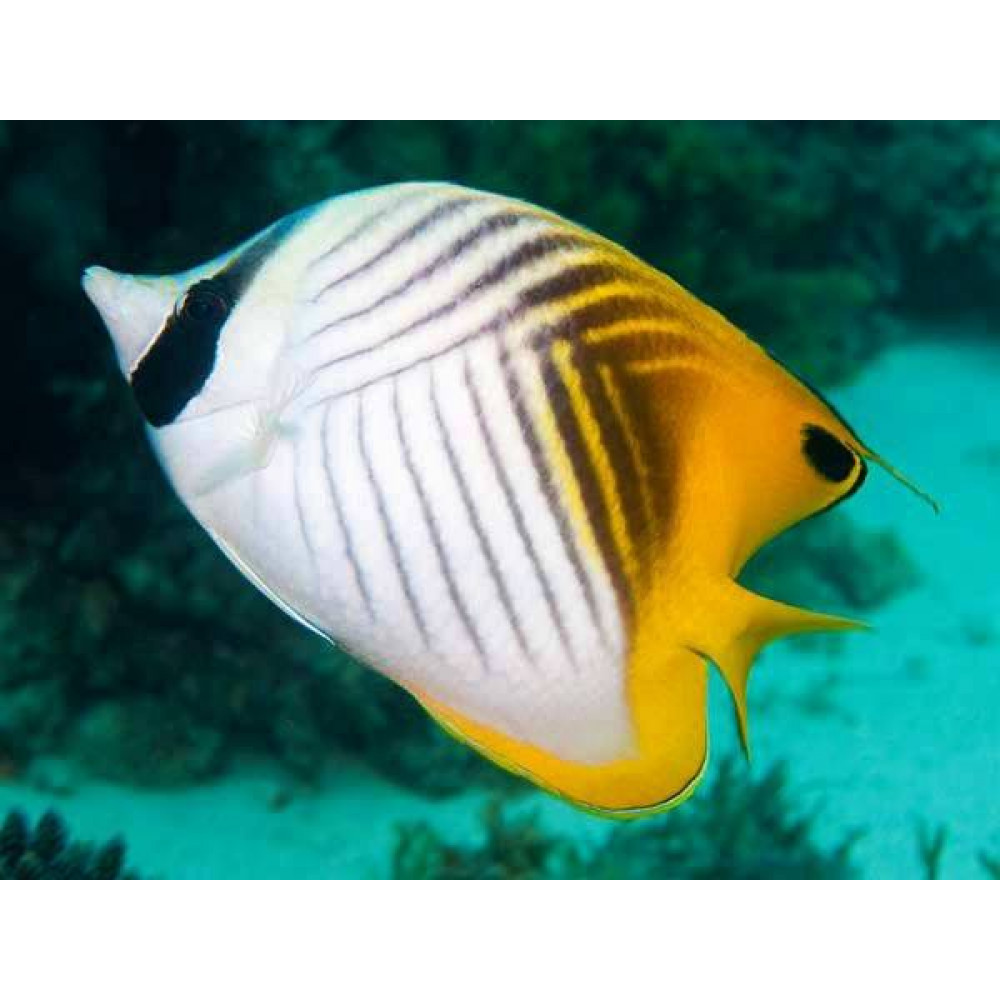 Auriga Butterflyfish (Chaetodon Auriga)