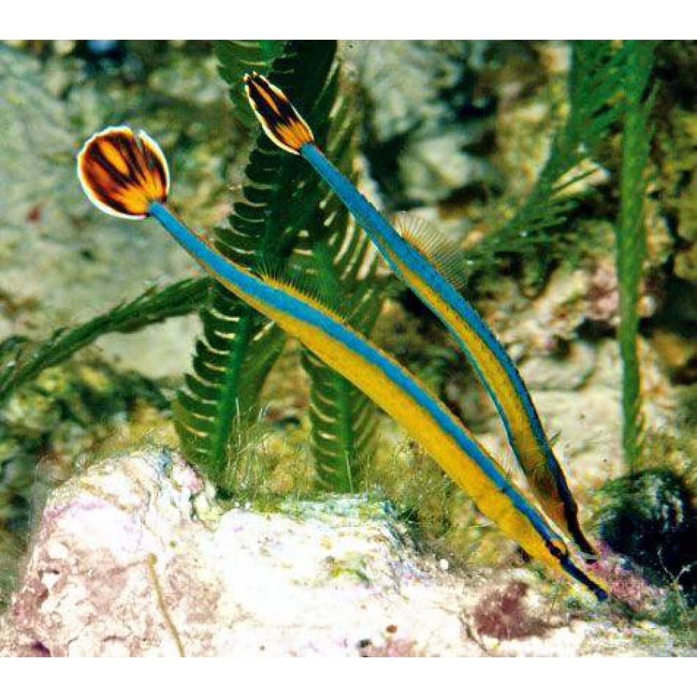 Bluestripe Pipefish (Doryrhamphus Excisus)