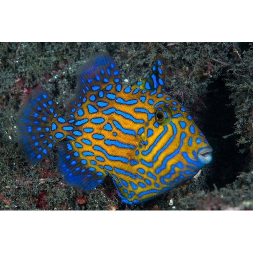 Bluelined Triggerfish (Pseudobalistes Fuscus) 