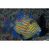 Bluelined Triggerfish (Pseudobalistes Fuscus)