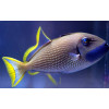 Blue Throat Trigger (Xanthichthys Auromarginatus) Male