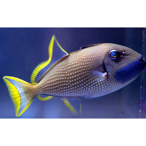 Blue Throat Trigger (Xanthichthys Auromarginatus) Male