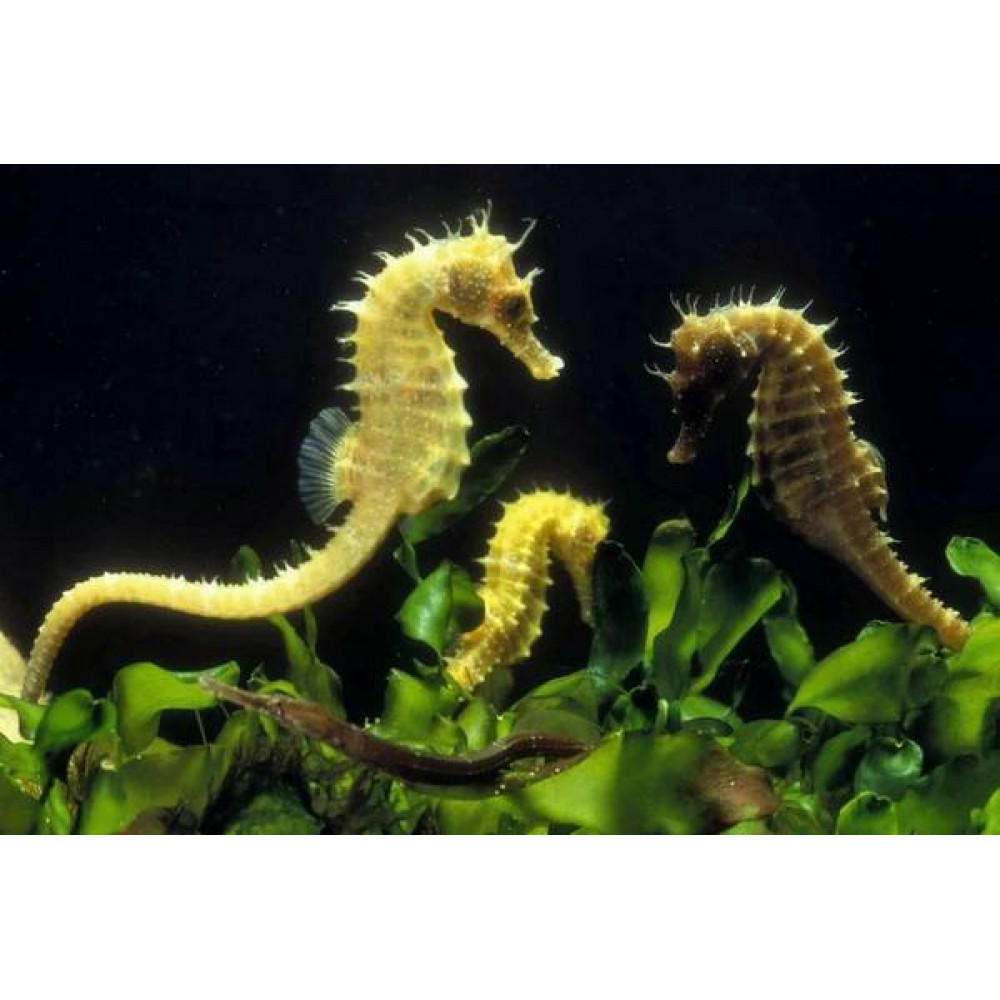 Sea Horse (Hippocampus)