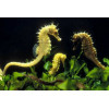 Sea Horse (Hippocampus)