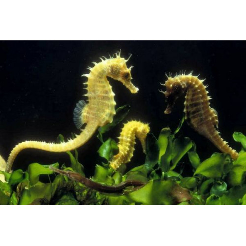 Sea Horse (Hippocampus)